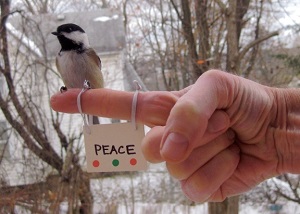 Peaceful Chickadee Holiday Cards